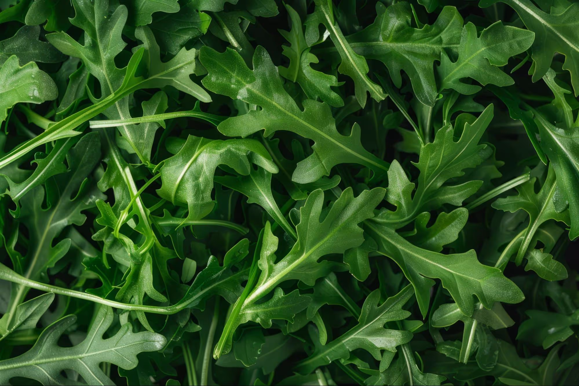 Color of Arugula Leaves