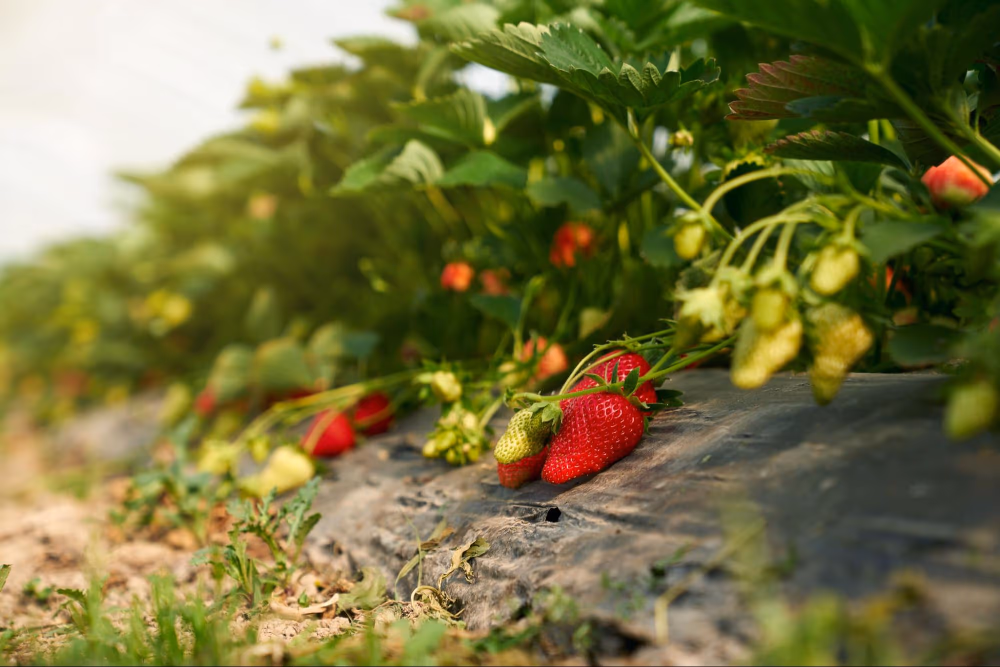 Best Lighting For Strawberries