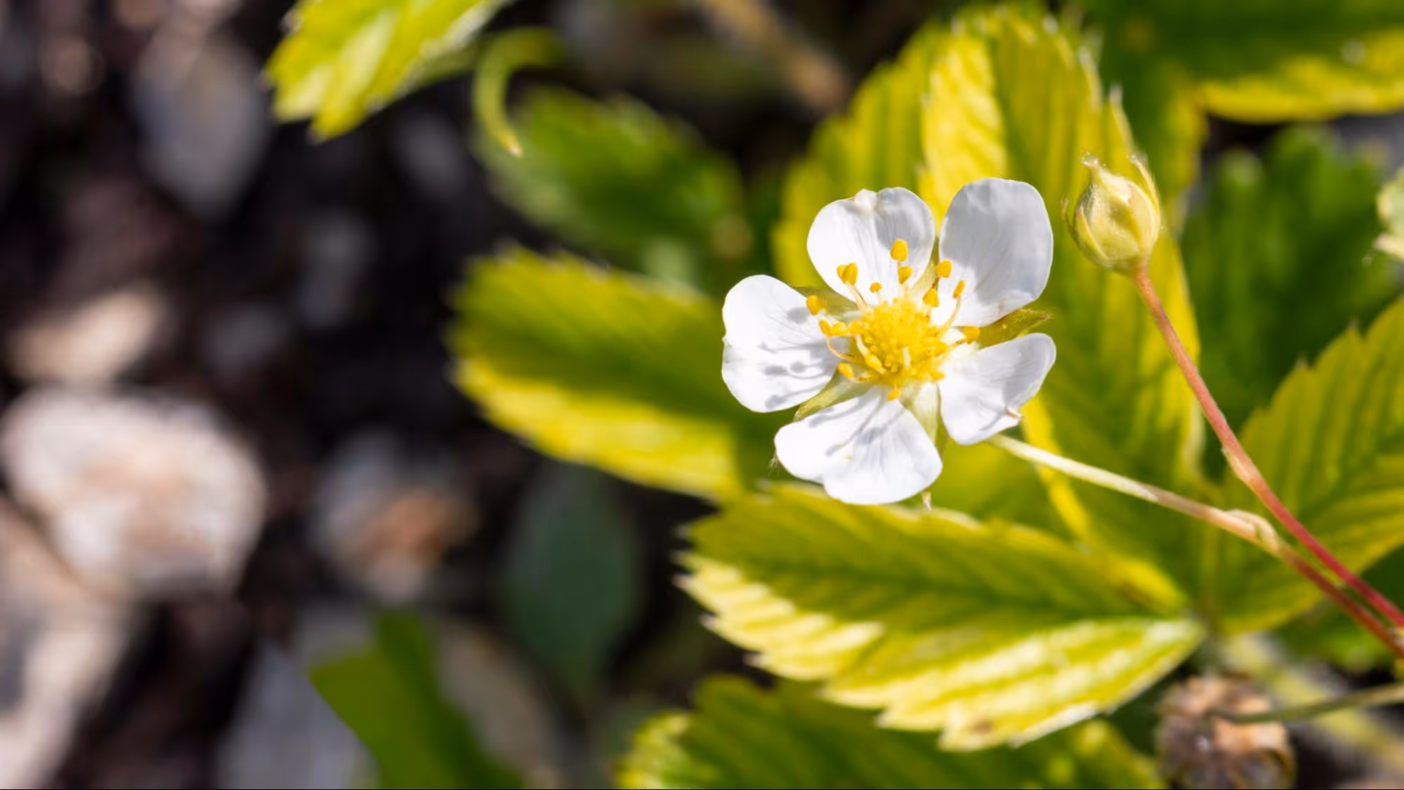 Strawberry Flowering