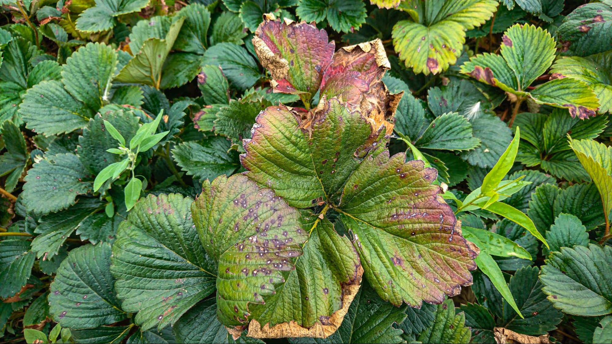 Diseases and Treatment of Strawberries