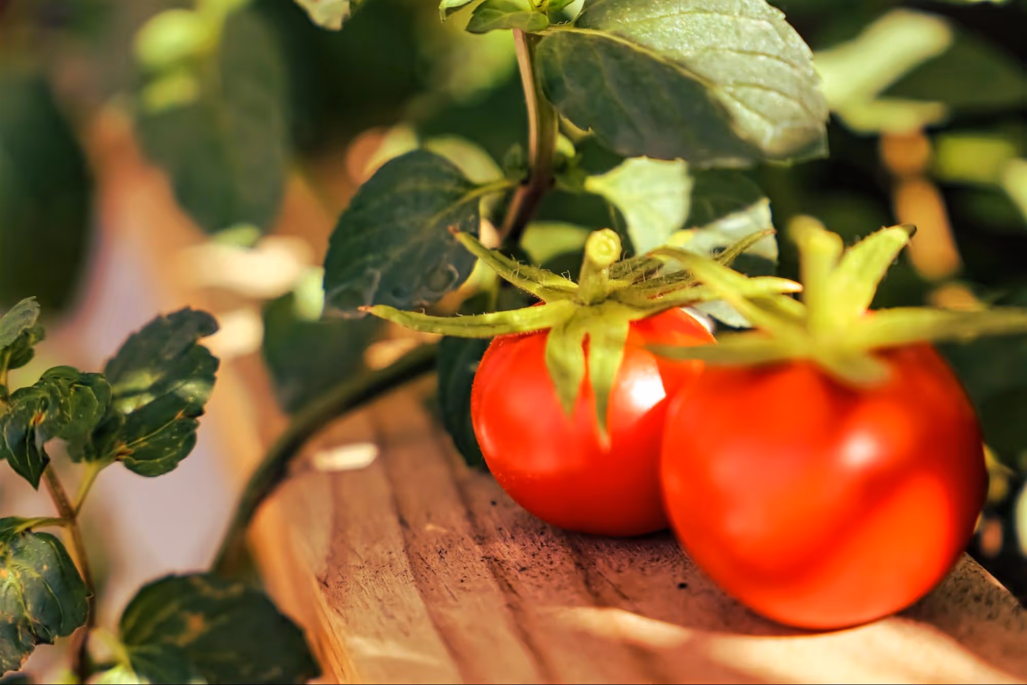 Best Lighting for Cherry Tomatoes