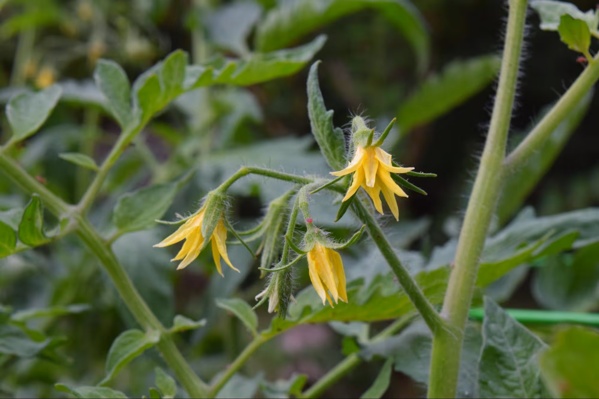 Flowering of Cherry Tomatoes