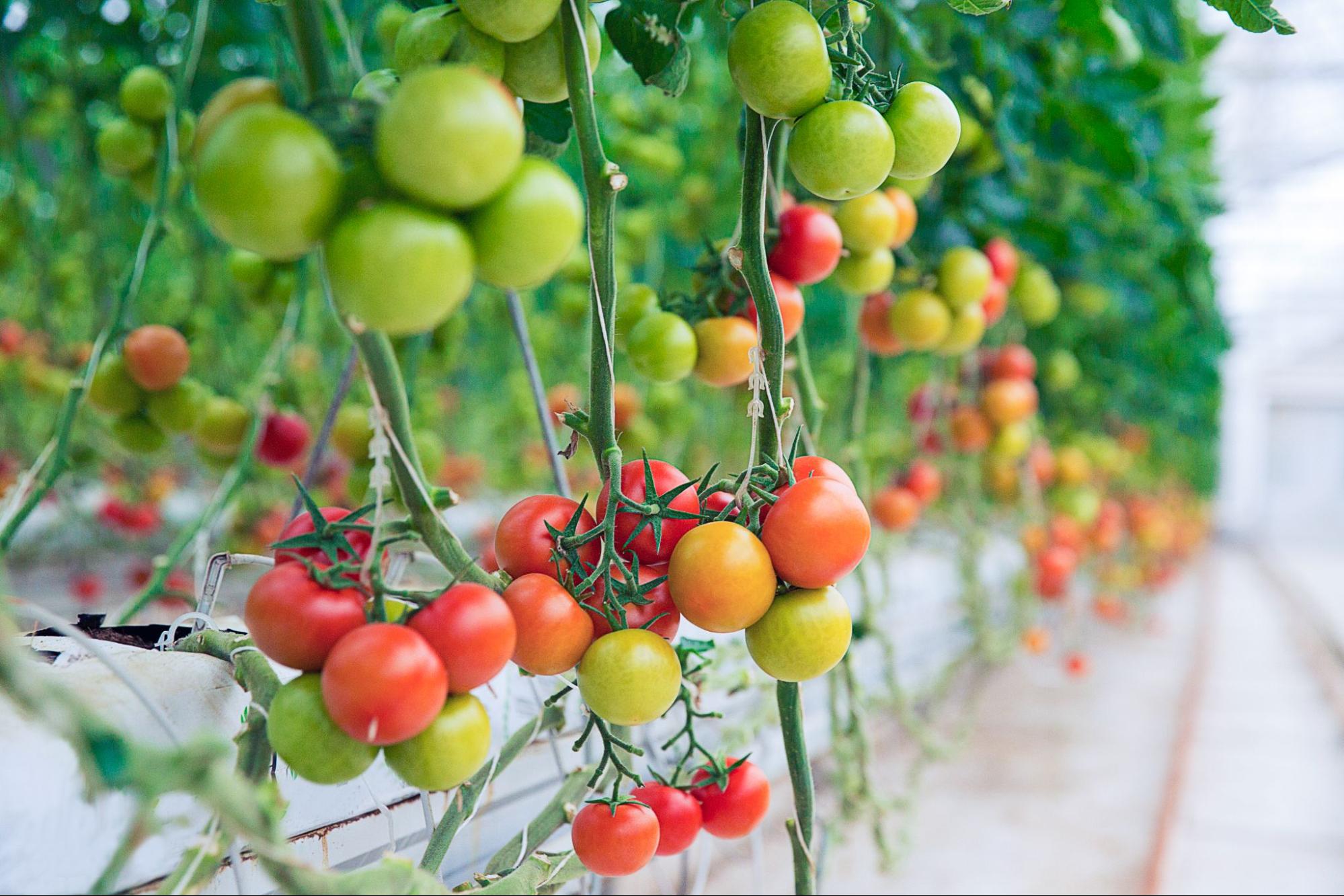 Cherry Tomatoes in Soil, Hydroponics, and Aeroponics
