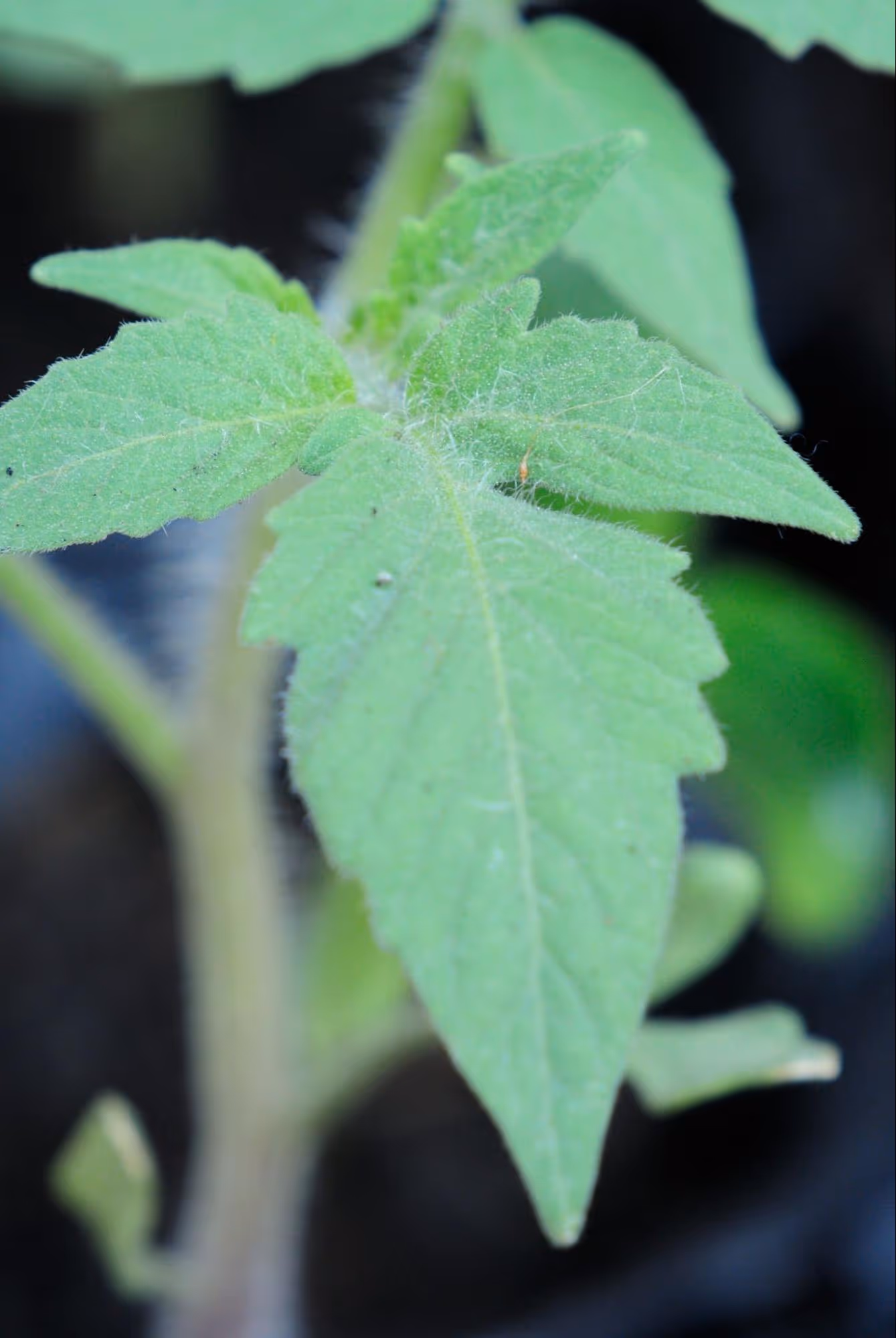 Leaf Colors in Cherry Tomato Plants
