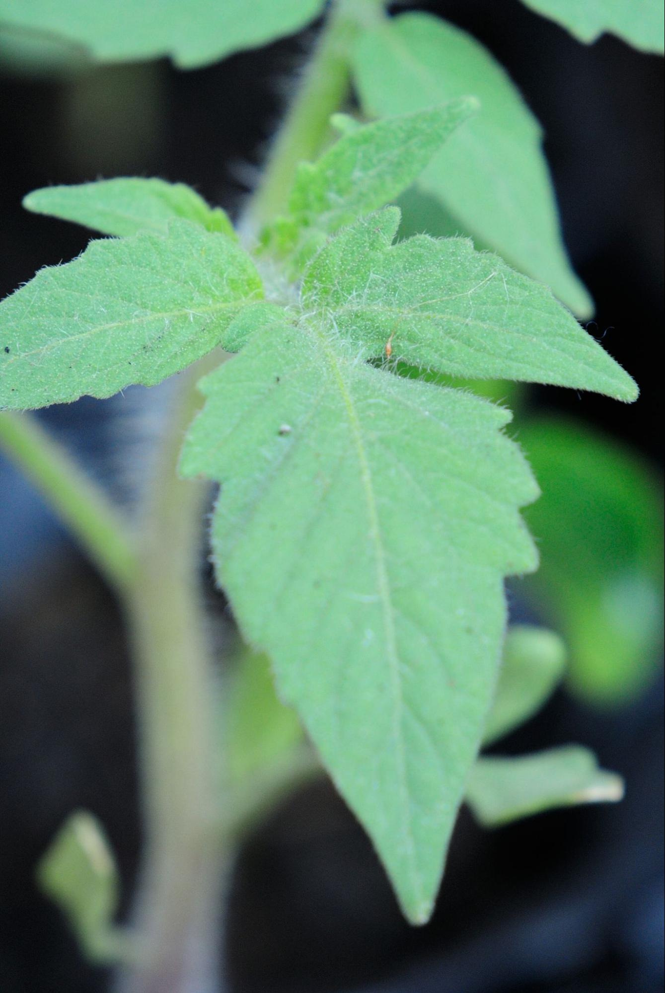 Leaf Colors in Cherry Tomato Plants