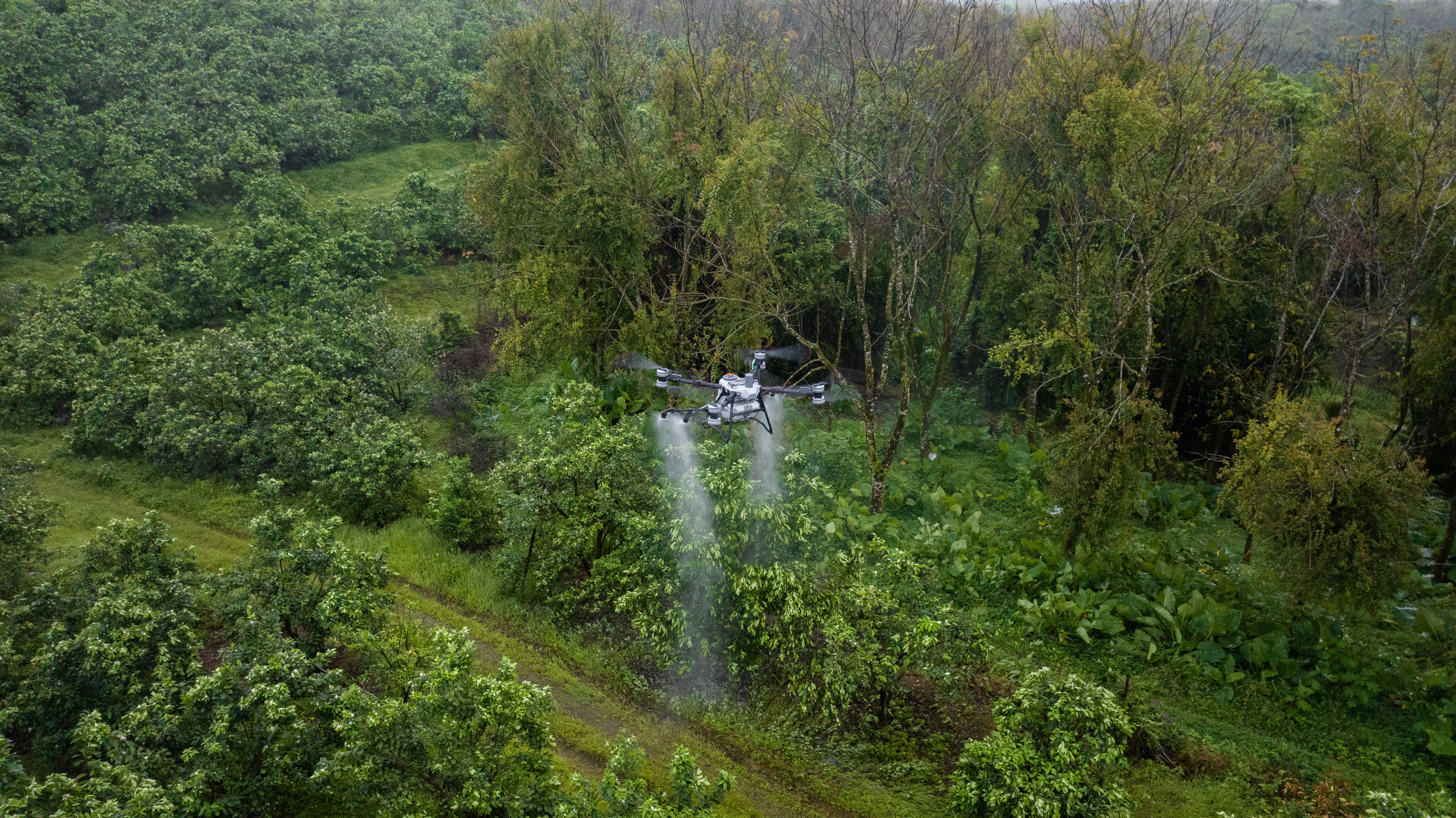 Dron na polu z owocami