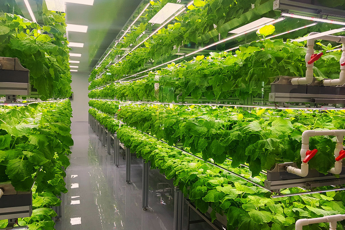 Indoor vertical farm with rows of green leafy plants growing under LED lights and a reflective wall.