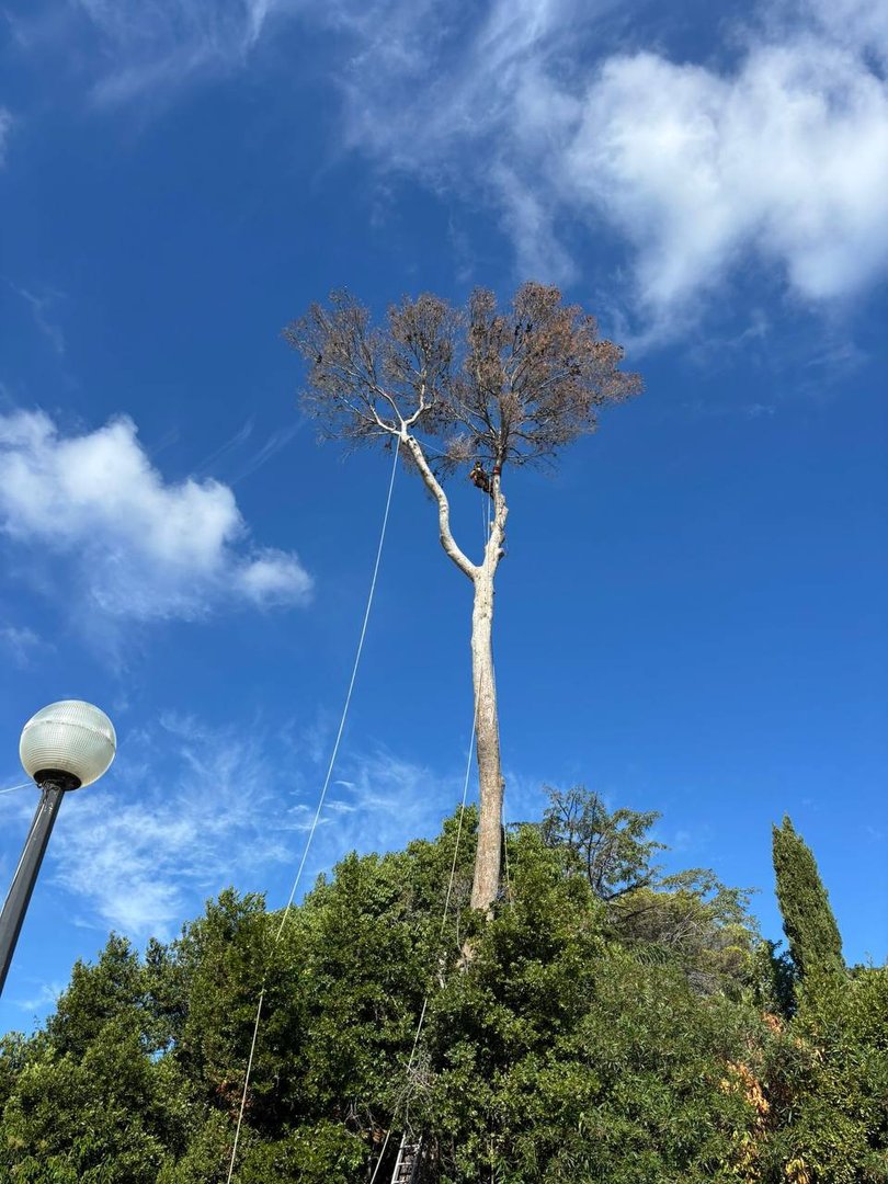 élagage SAHM Jardins La Gaude - Photo 2