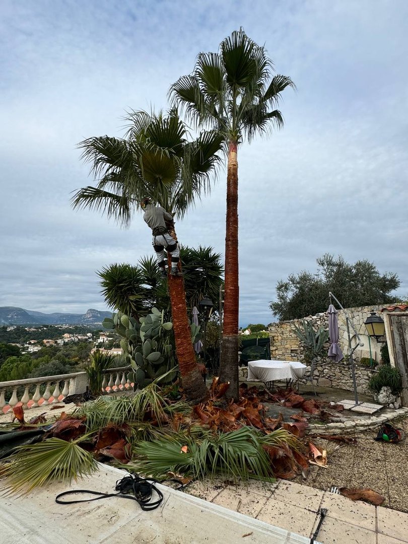 Élagage SAHM Jardins La Gaude - Photo 2