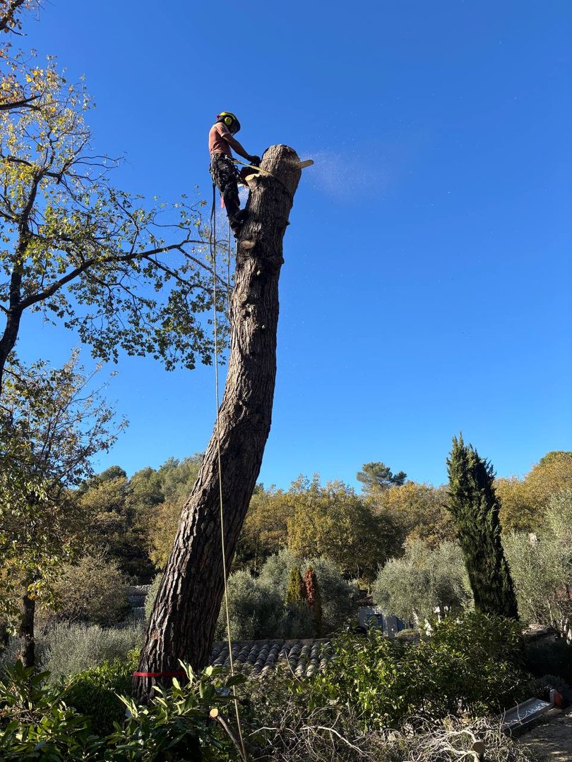 Élagage SAHM Jardins Tourette Sur Loup - Photo 2
