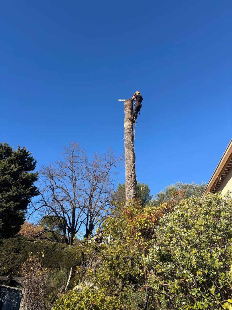 abattage SAHM Jardins Vence - Photo 3