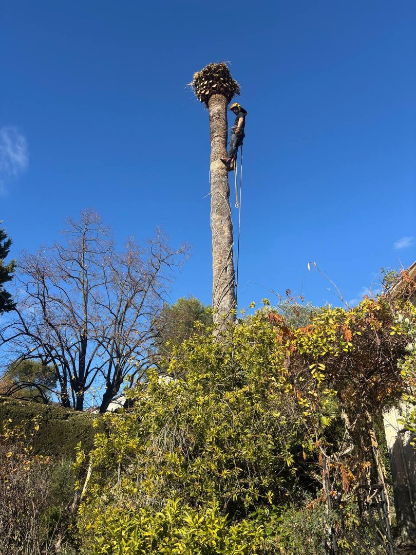 abattage SAHM Jardins Vence - Photo 2