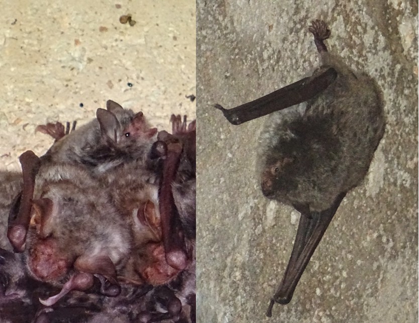 Figura 4: Murciélago ratonero patudo