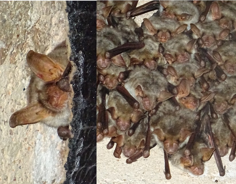 Figura 3: Colonia mixta de reproducción