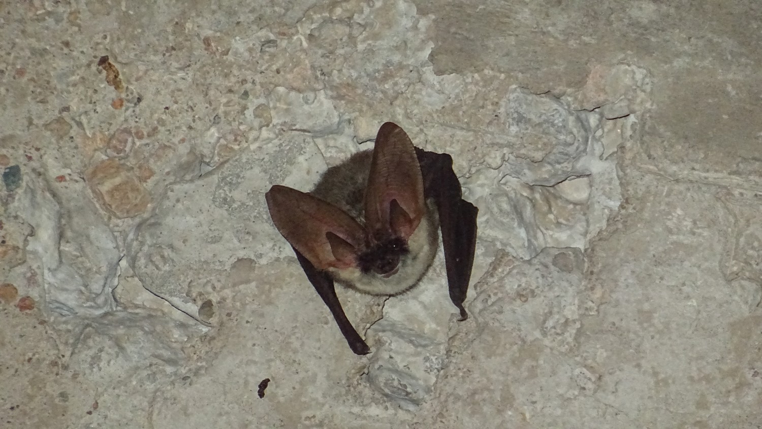 Figura 6: Orejudo gris en el techo de uno de los túneles