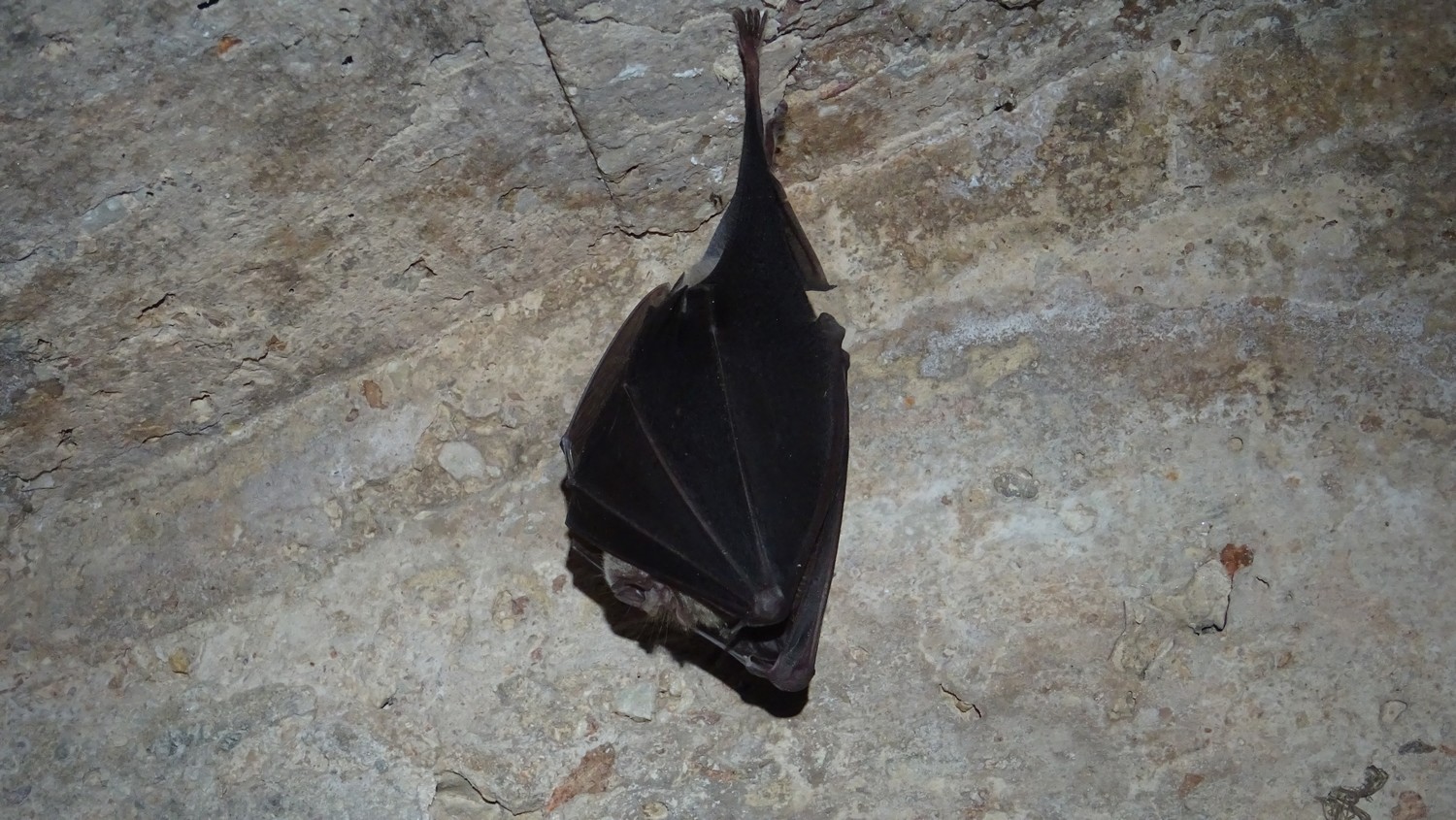 Figura 2: Murciélago grande de herradura hibernando