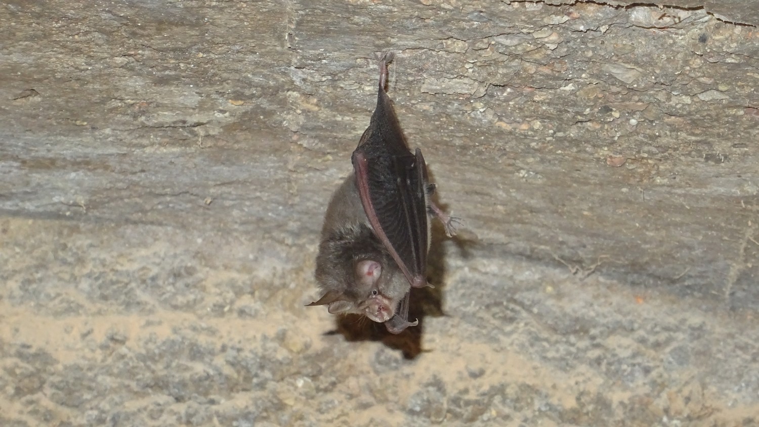 Murciélago pequeño de herradura en su clásica posición colgado de sus patas traseras