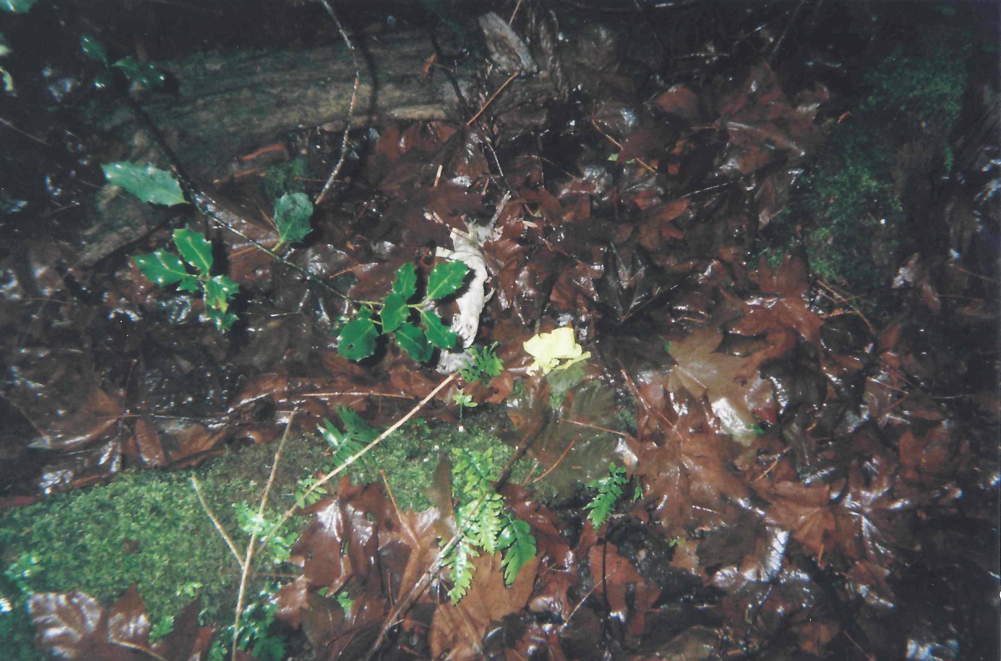 Forest floor covered with wet brown leaves, green moss, small ferns, holly leaves, and a yellow flower near a small bone.