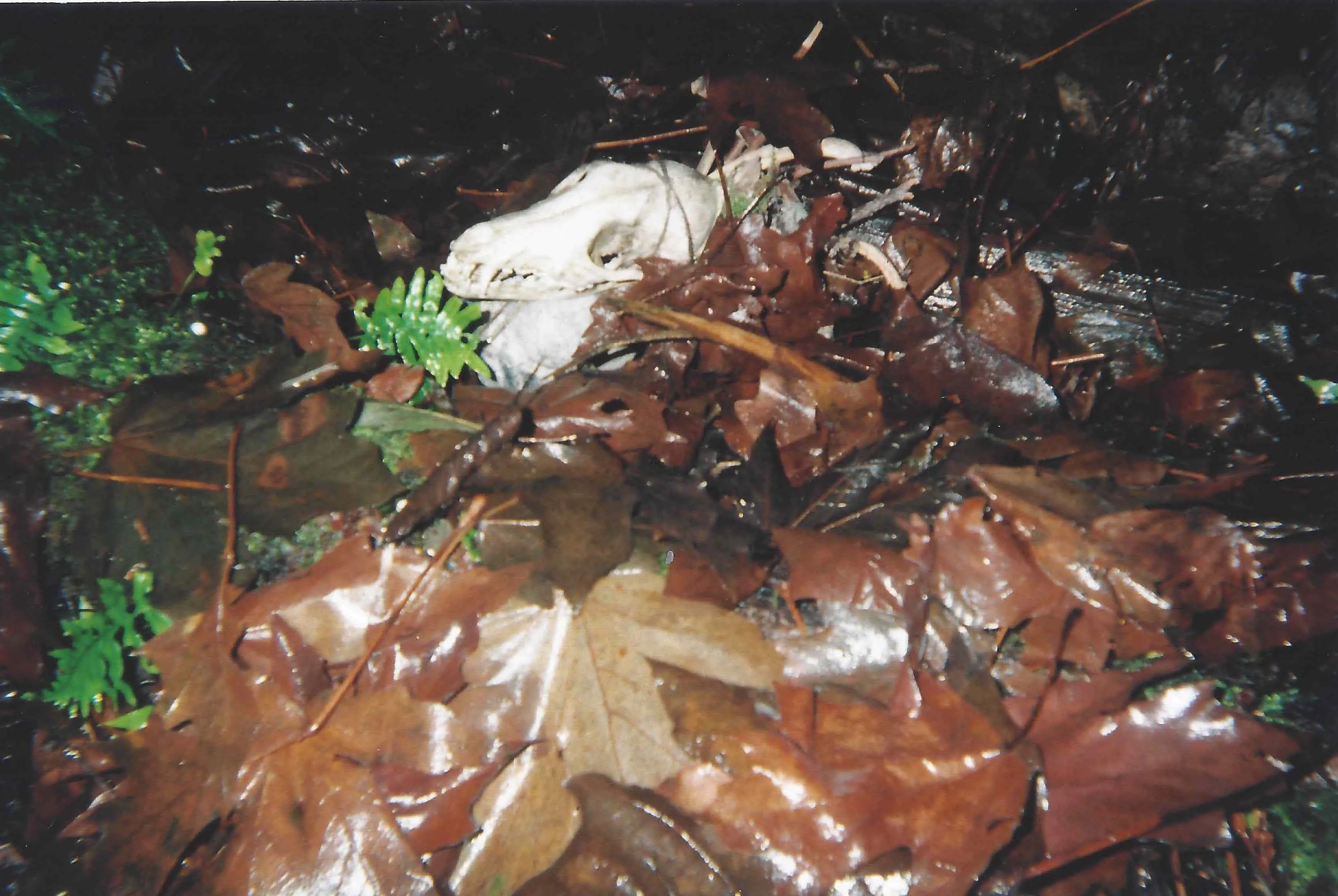 Animal skull partially covered by wet fallen leaves and small green plants on forest ground.