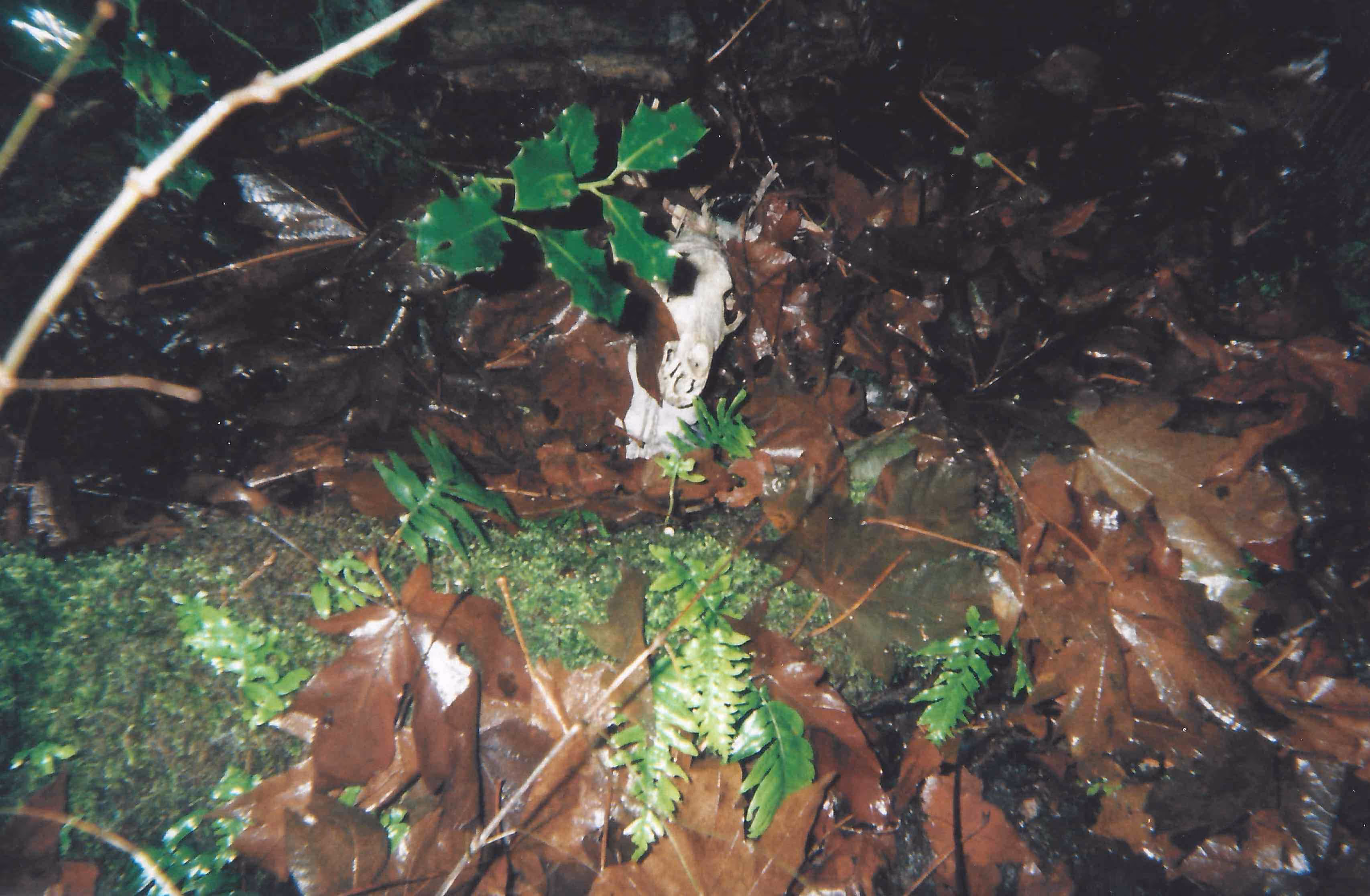Small animal skull lying on wet fallen leaves, moss, and green foliage on a forest floor.