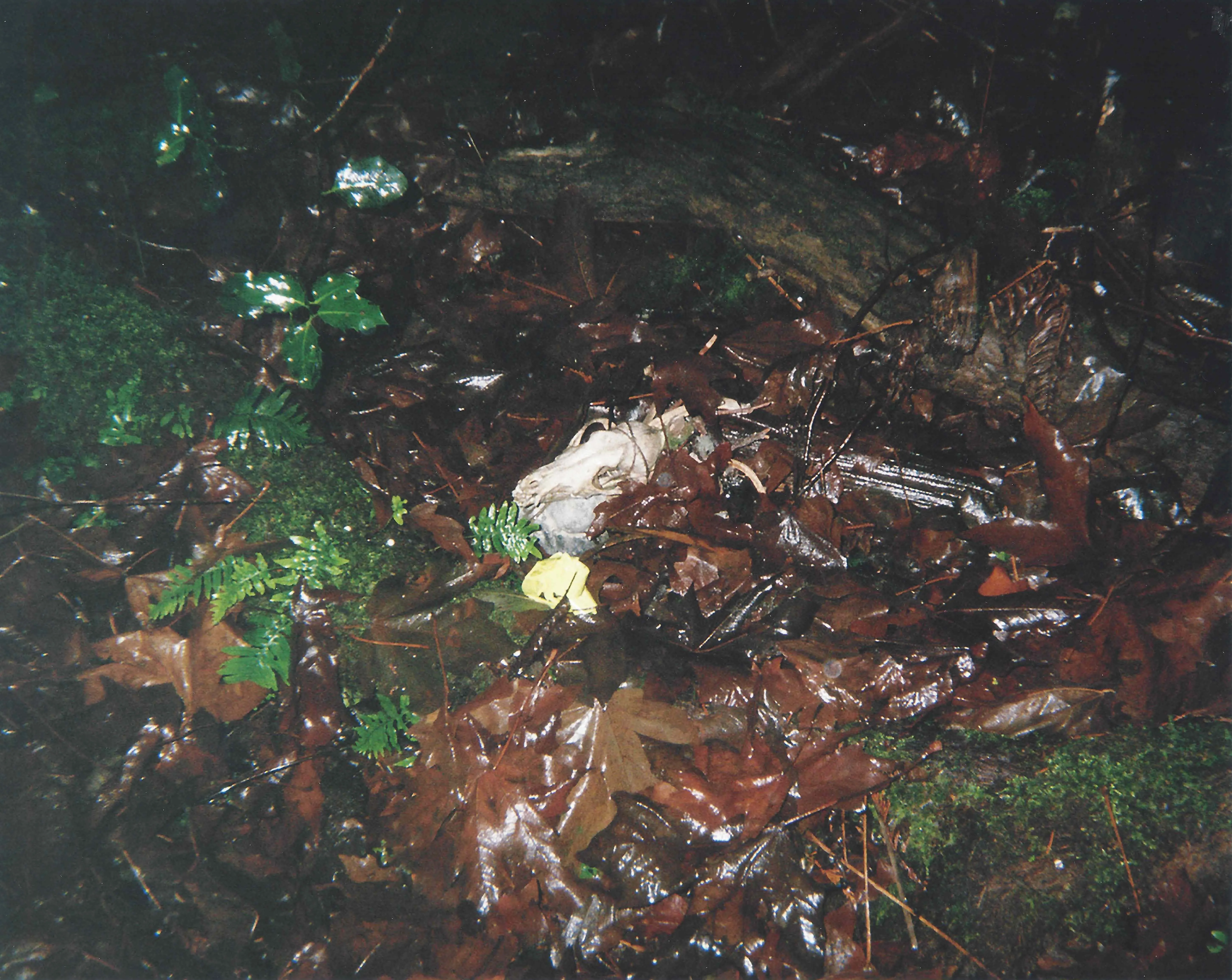 Animal skull partially covered with wet brown leaves and green ferns on a forest floor.