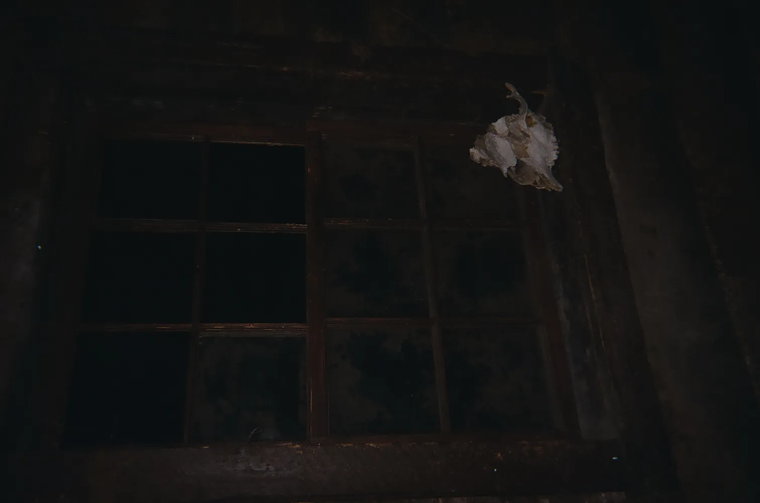 Dark wooden framed window with a large white animal skull mounted on the wall beside it.
