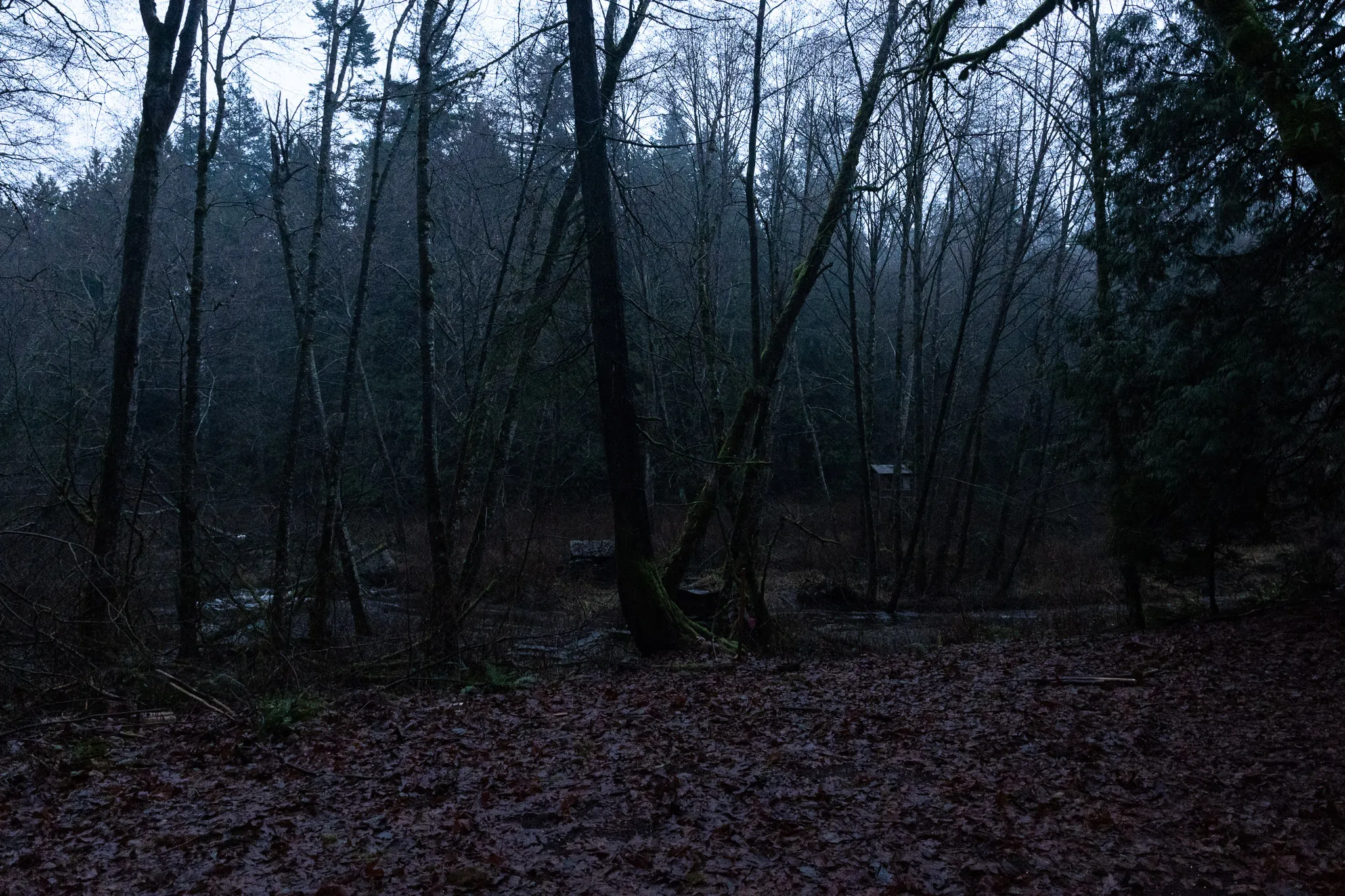 Dimly lit forest scene with leaf-covered ground, bare trees, and a small river in the background under a cloudy sky.