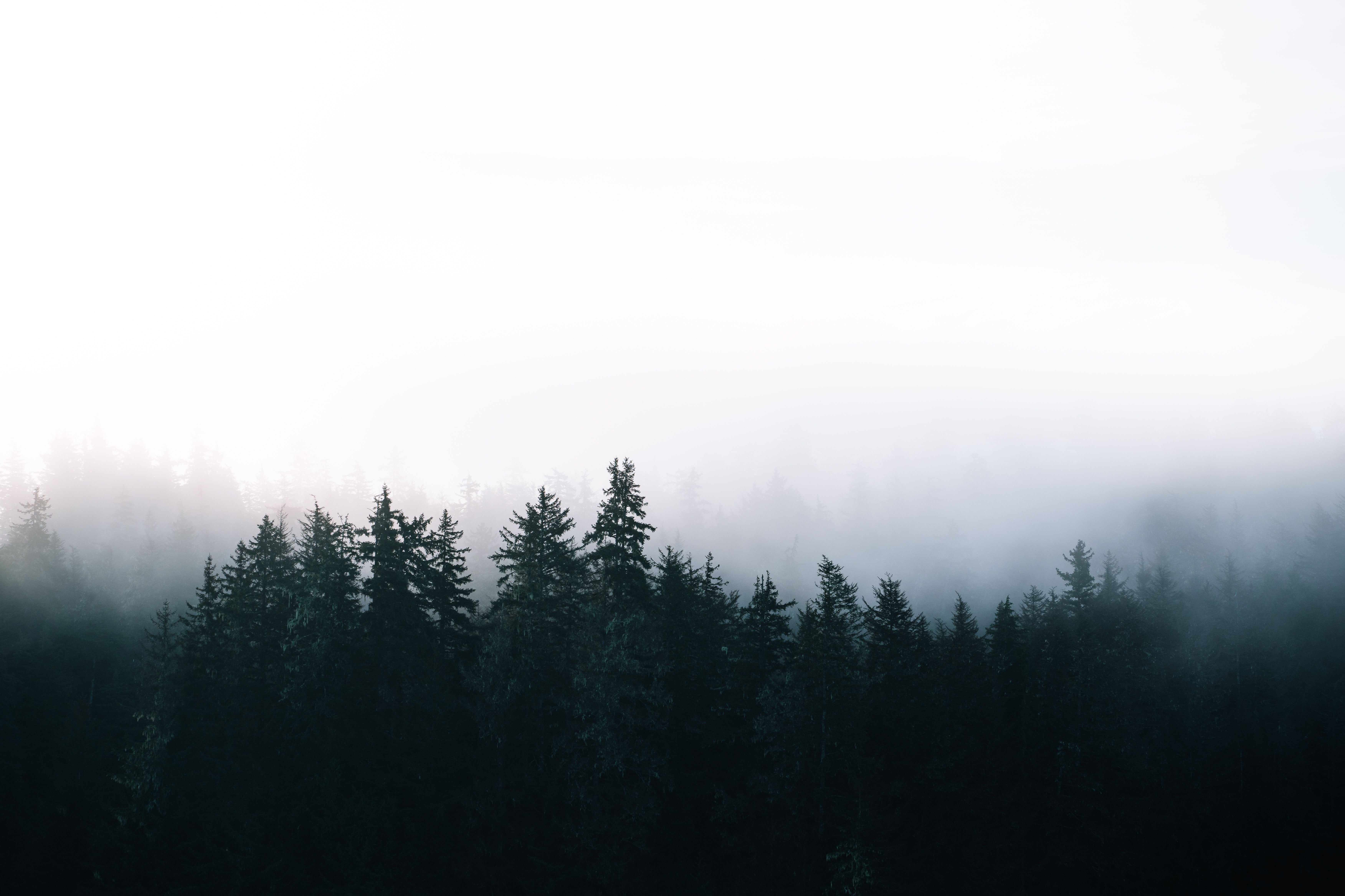 Dense forest of tall evergreen trees partially covered by thick fog under a pale sky.