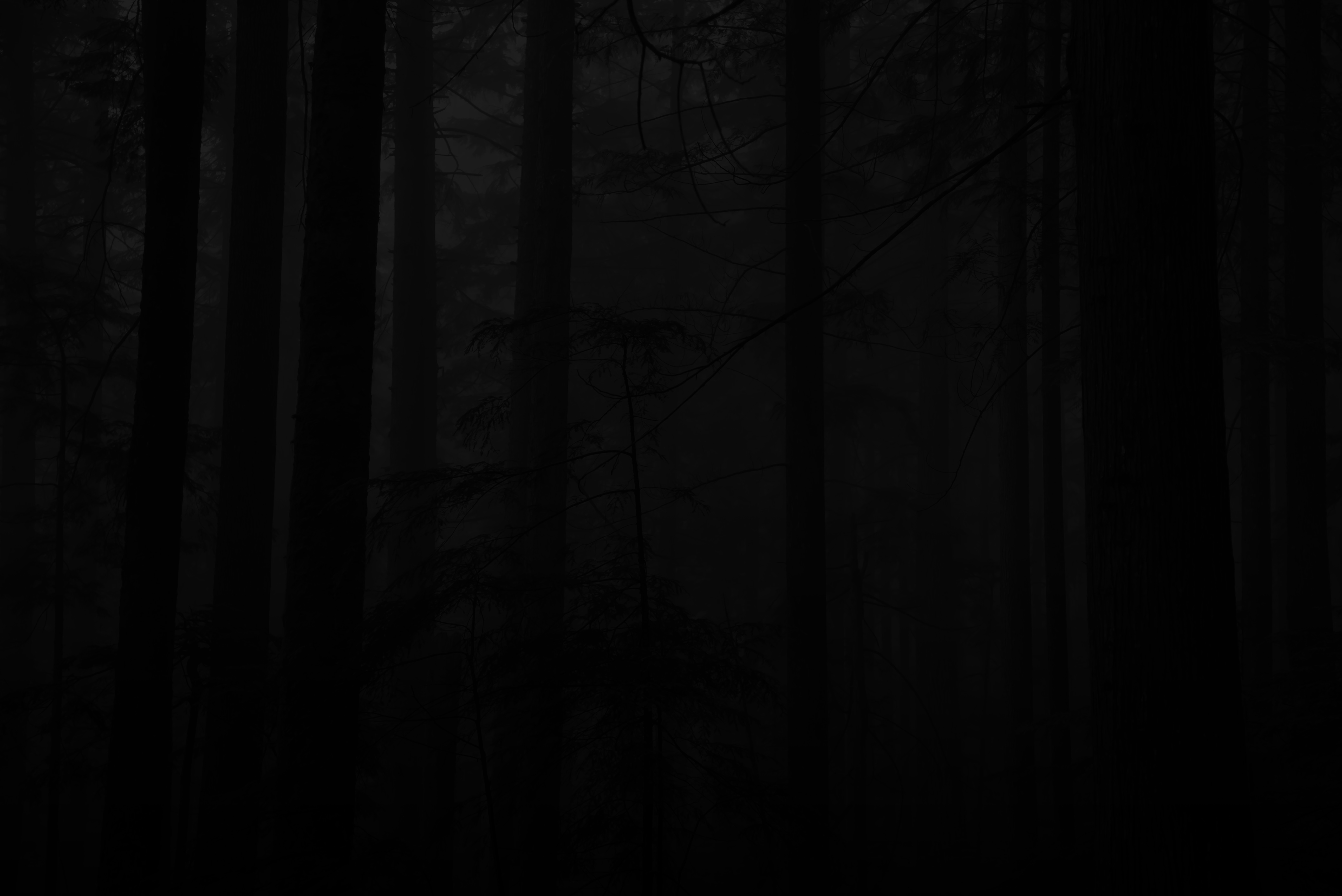 Dense forest with tall trees shrouded in darkness and fog.