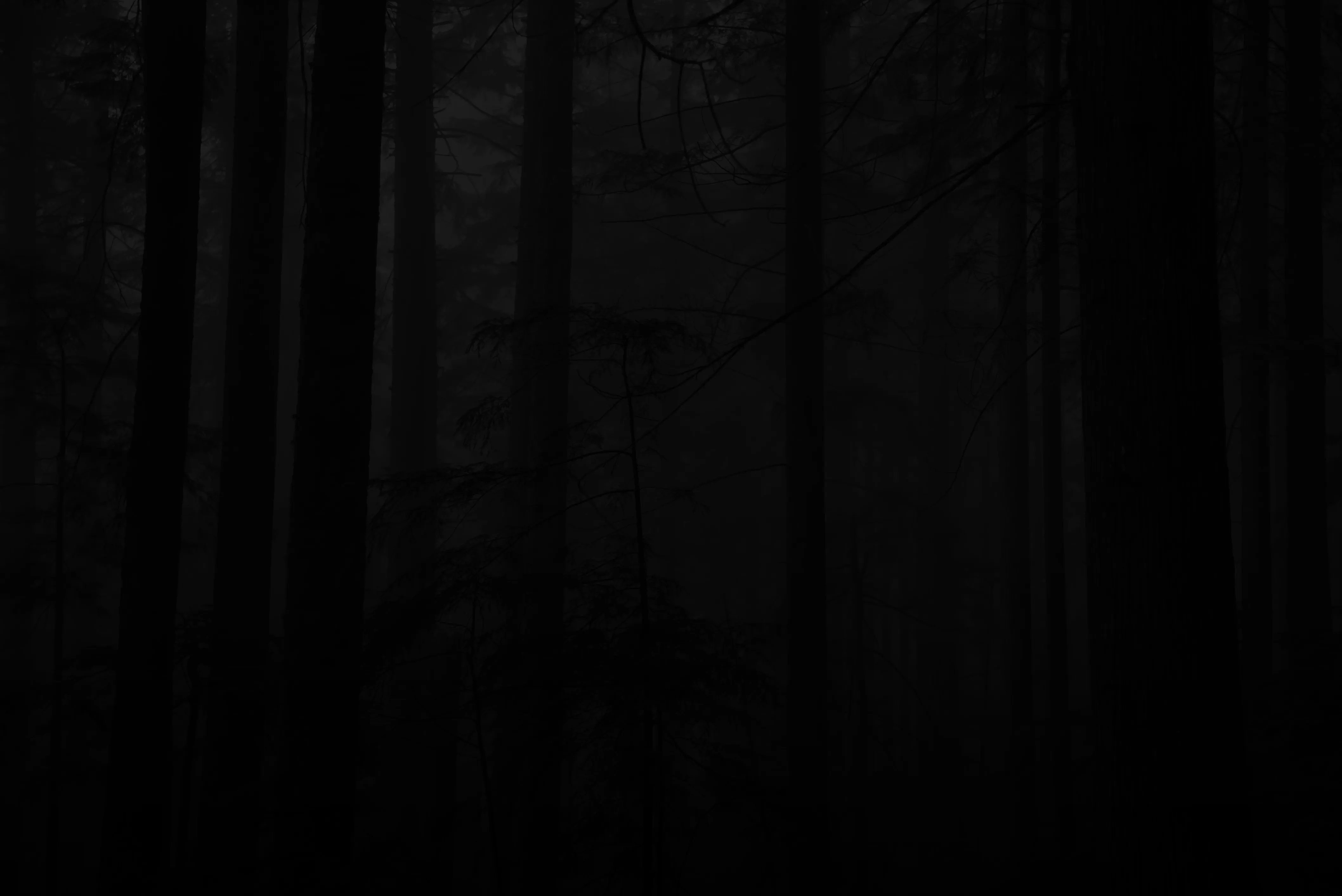 Dense forest with tall trees shrouded in darkness and fog.