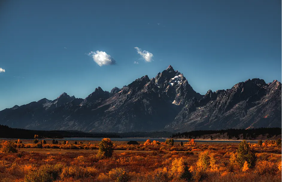 Snow-capped Grant Teton National Park under a clear blue sky with autumn-colored shrubs and trees in the foreground.