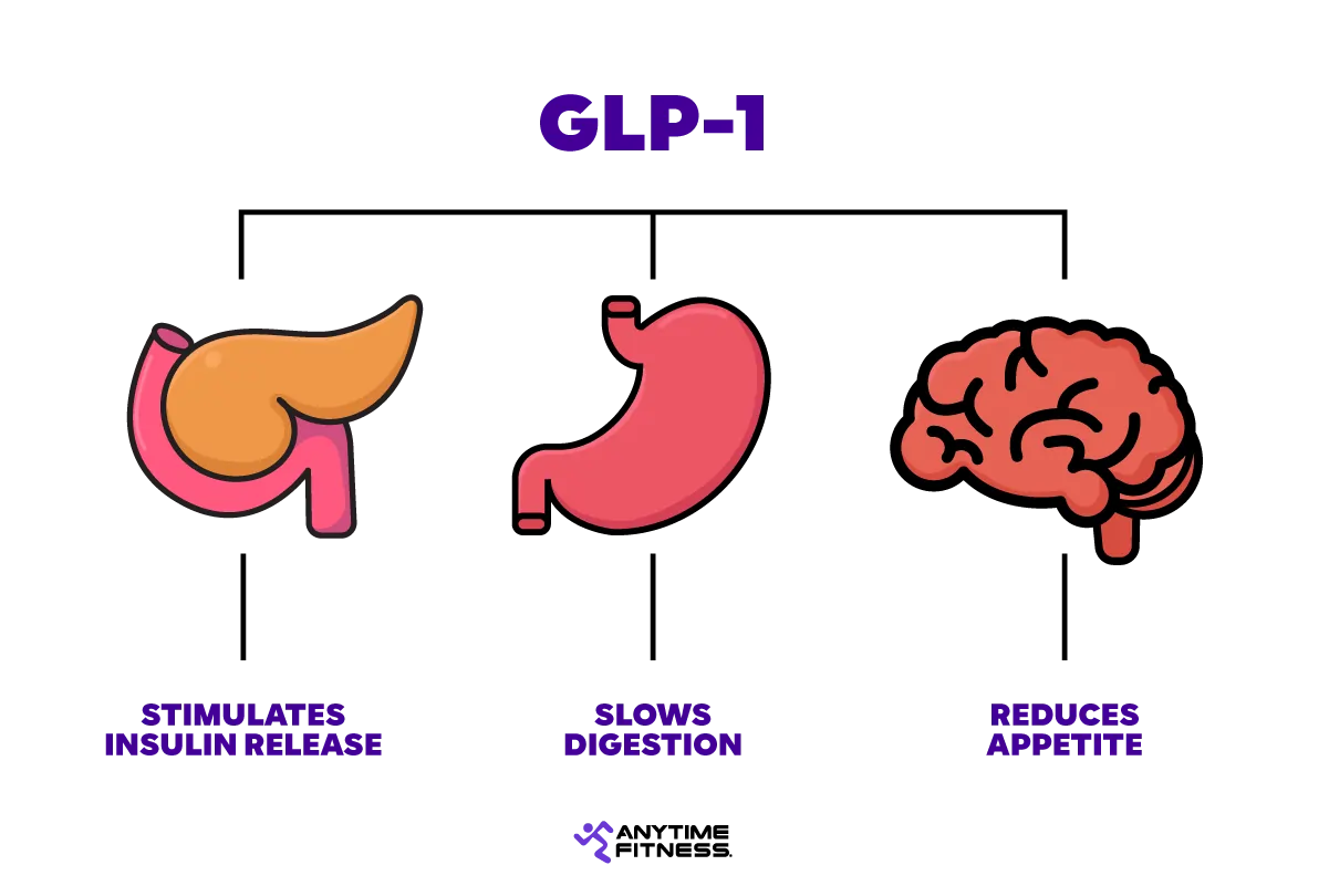 GLP-1 naturally stimulates insulin release, slows digestion, and reduces appetite.