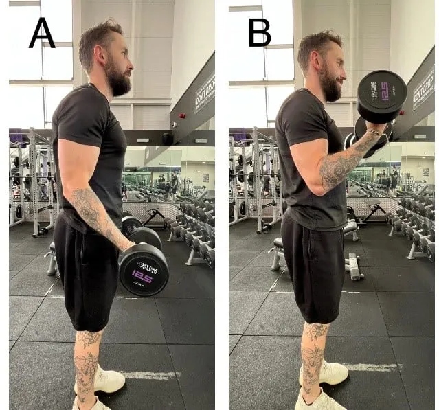 A bicep curl in two stages: starting position (A) with dumbbell at side and lifted position (B) with dumbbell raised.