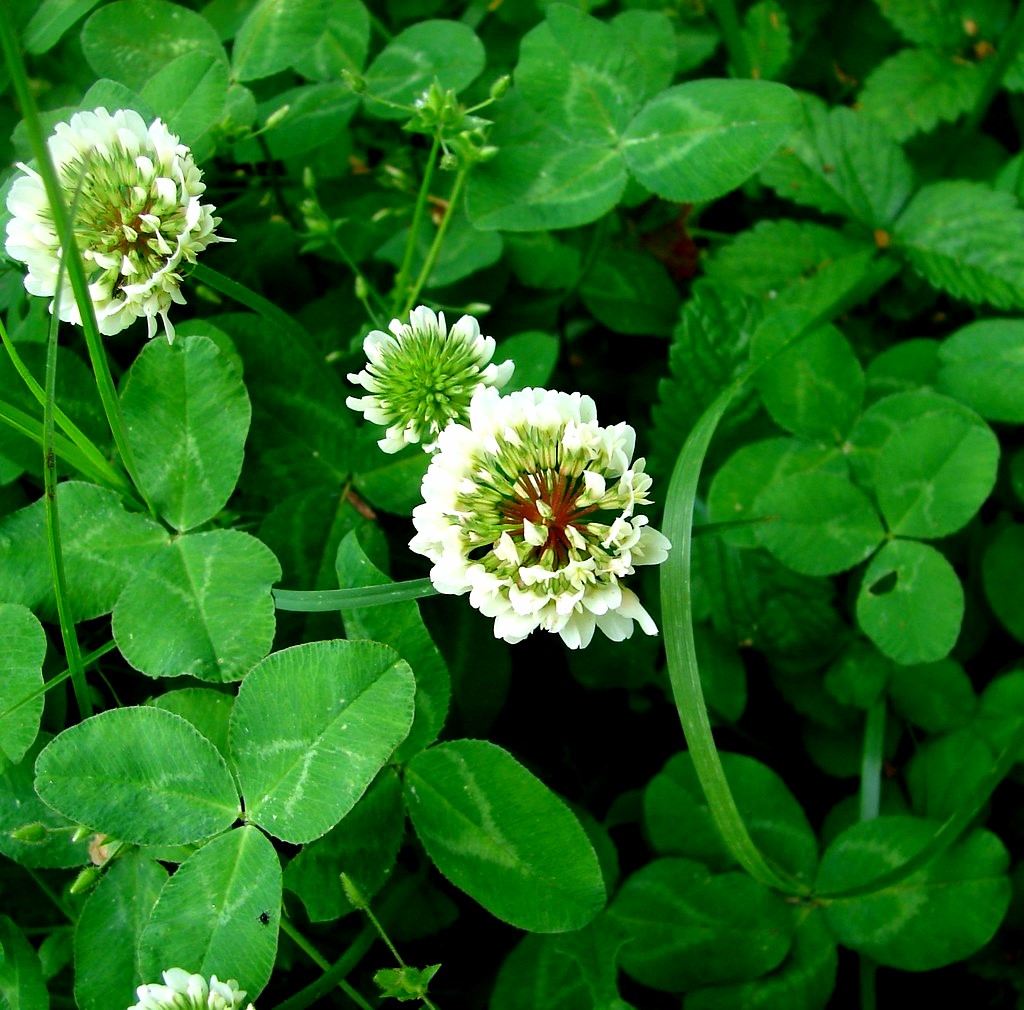 White clover blossom | White clover blossoms. Each one of th… | Flickr