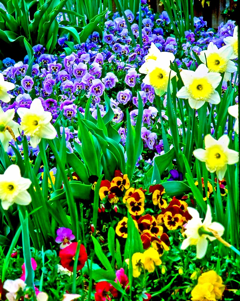 Images of Flowers - Pat Moore Photography