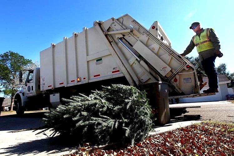 Christmas tree collection - Kitchener - LocalWiki