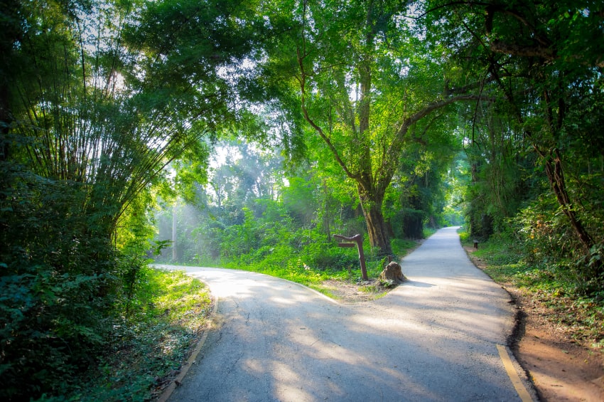 Two paths in a forest showing intractable epilepsy treatment routes