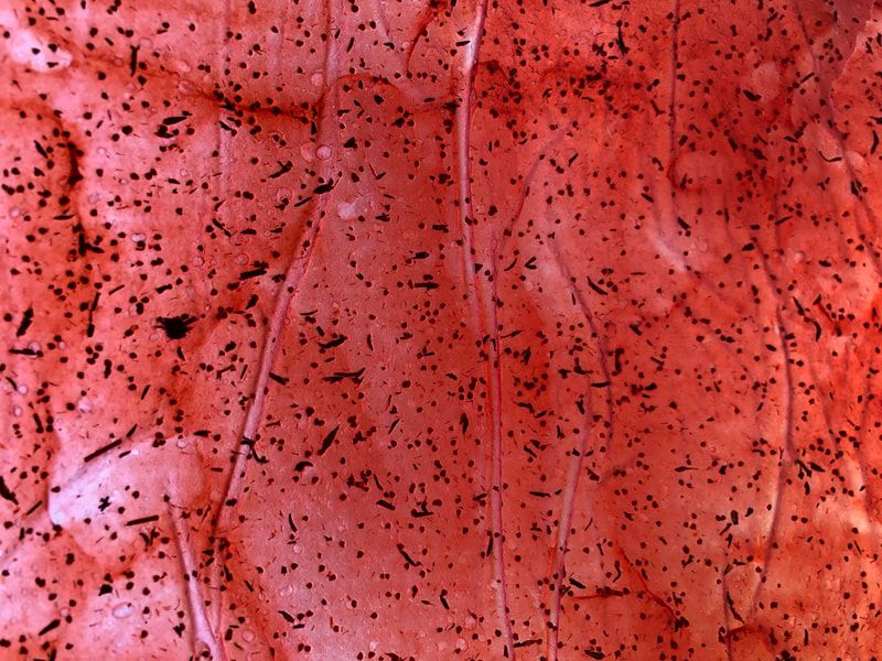 Strawberry kombucha SCOBY fruit leather