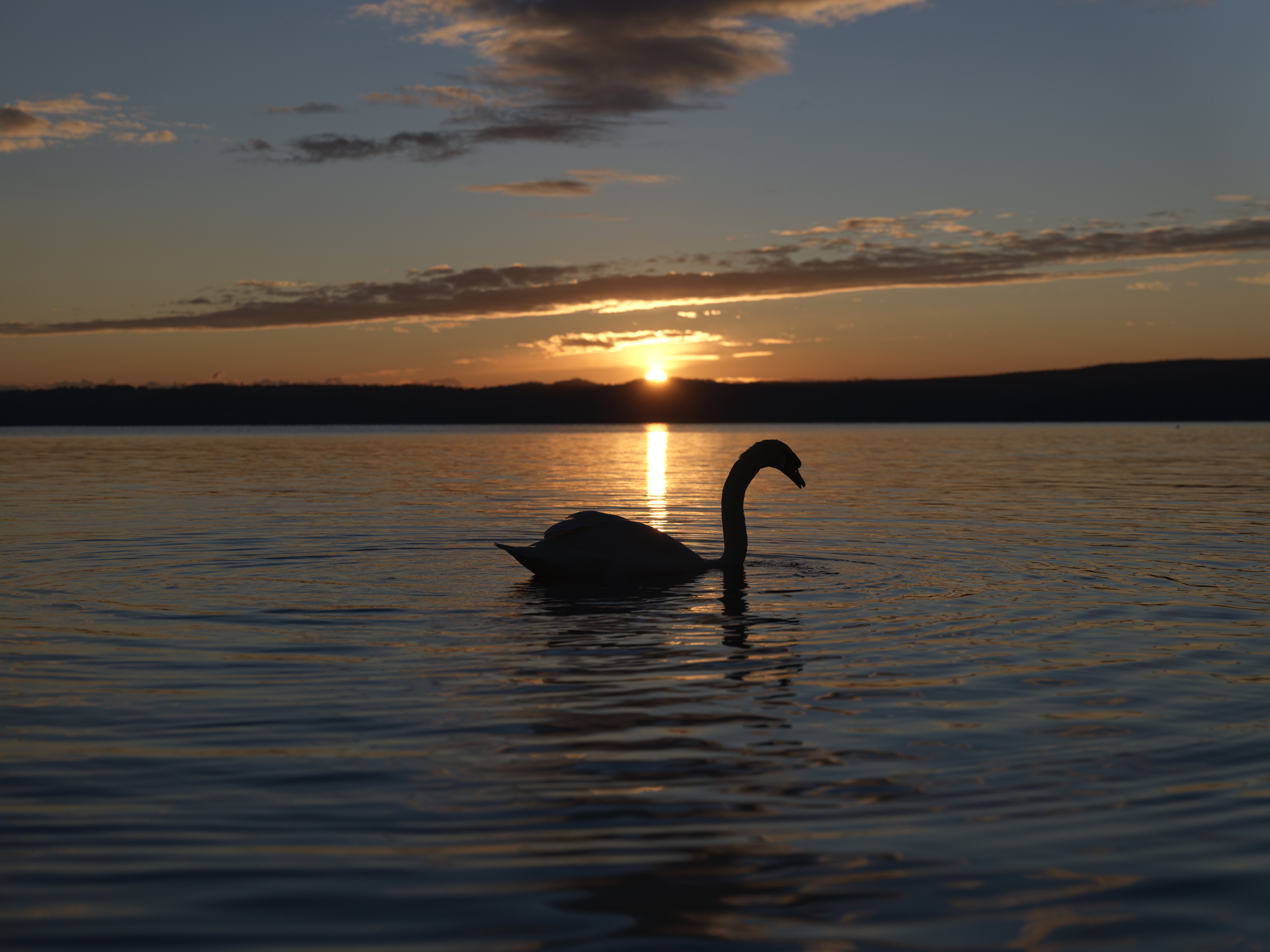 Swan at sunset on water with HDR enabled, showing improved dynamic range, richer colors, and clearer shadow detail.