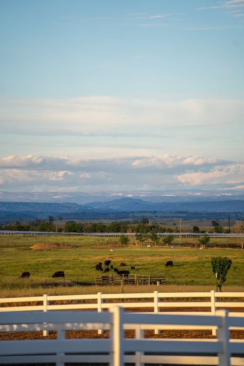 Field of grazing cows
