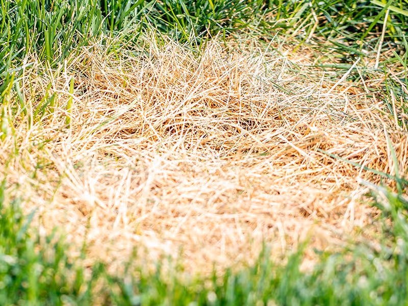 dead spot on grass