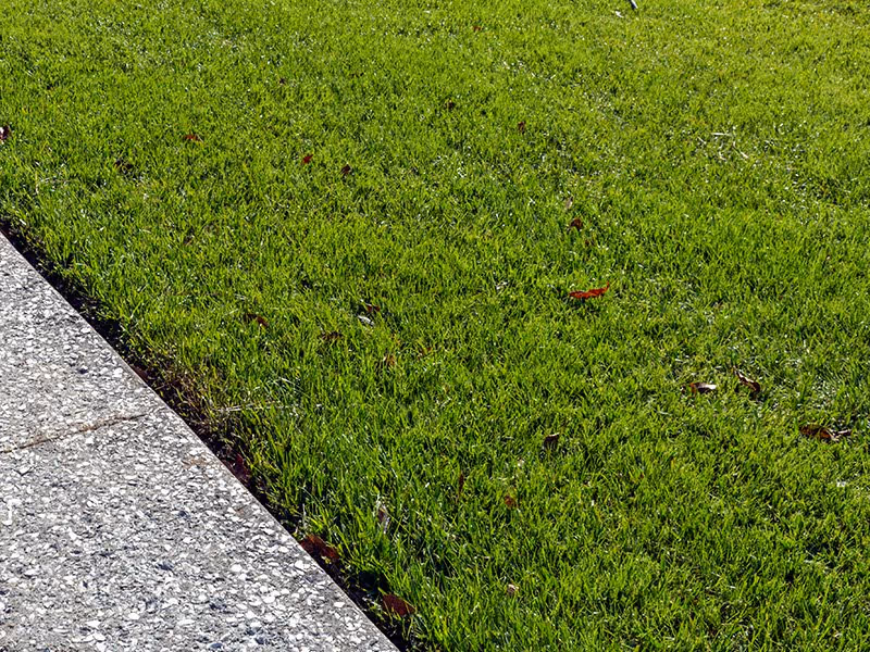 green lawn and sidewalk
