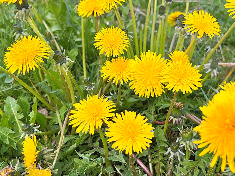 dandelions on a lawn
