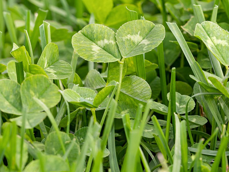 clover growing on lawn