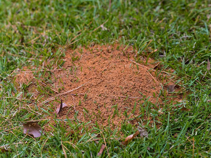 fire ant mound in grass