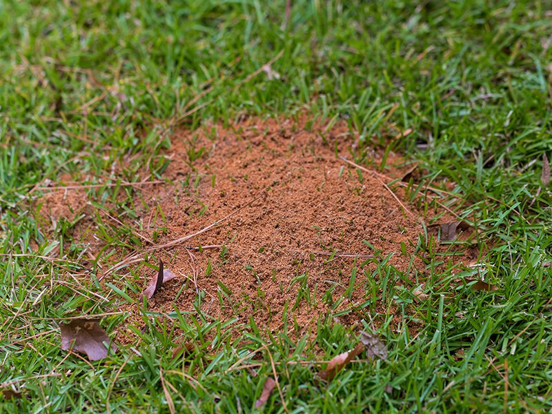 fire ant mound in grass
