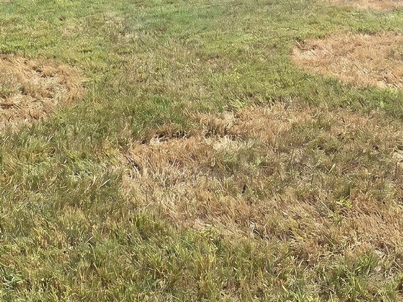 dead patches in the grass