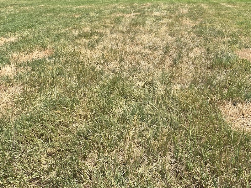dead lawn