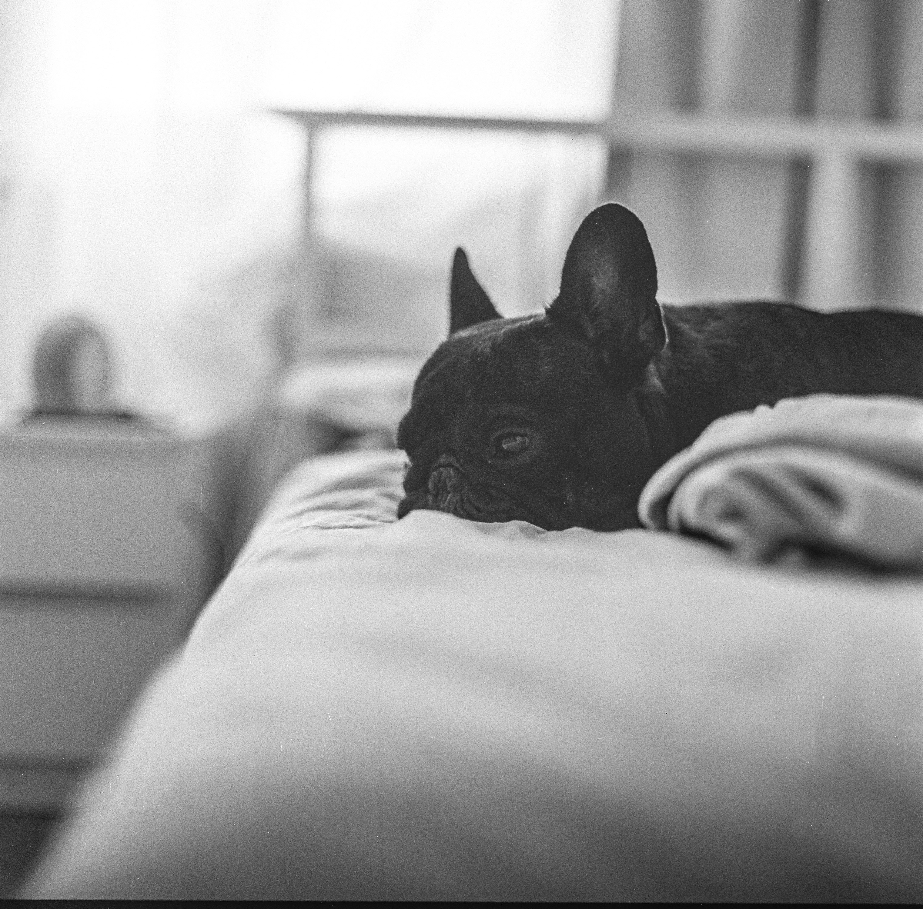 Gentle ways to navigate grief after pet loss