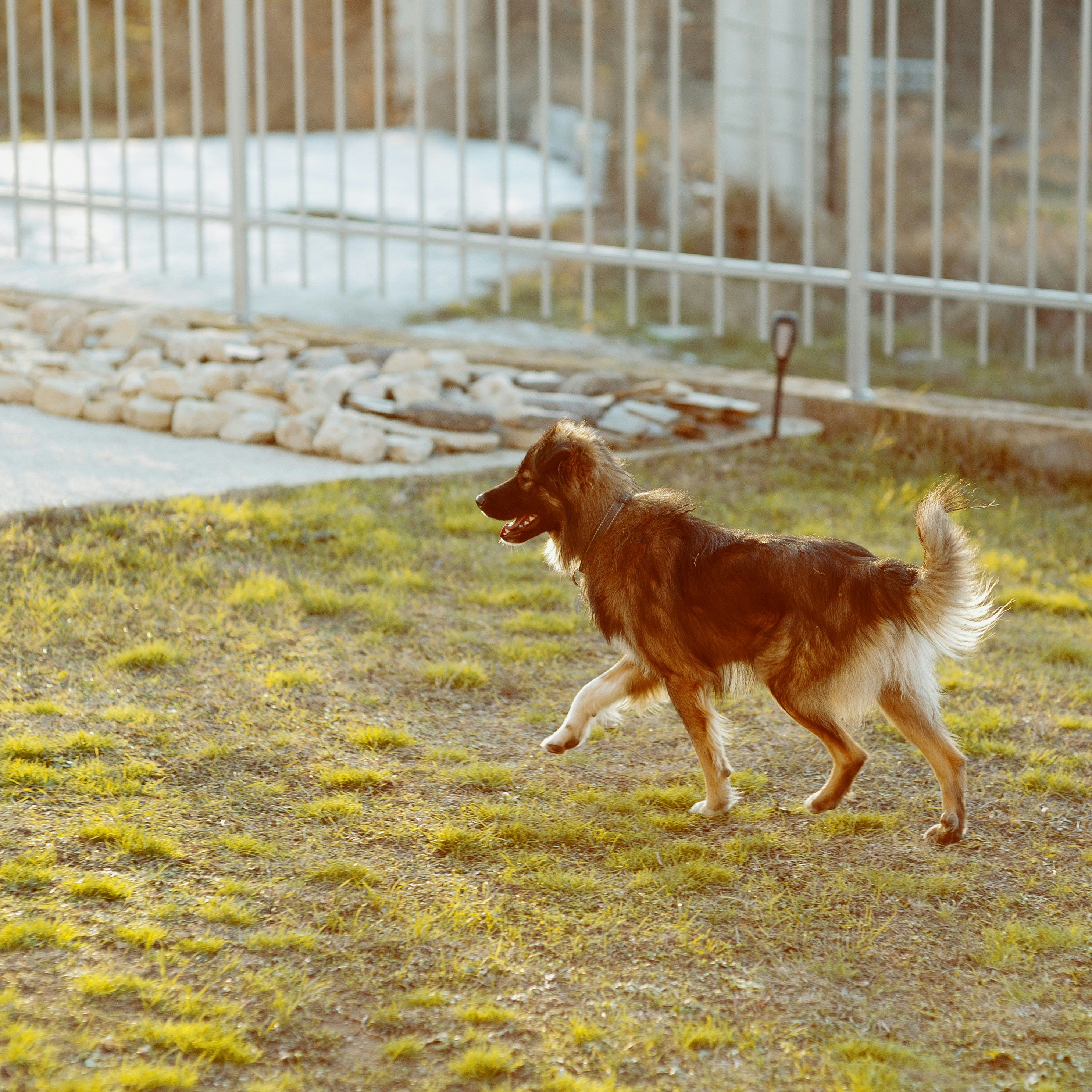 Assess your pet’s quality of life each day